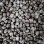 olives Tanche fraiches