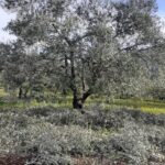 après taille des oliviers