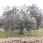 avant taille des oliviers