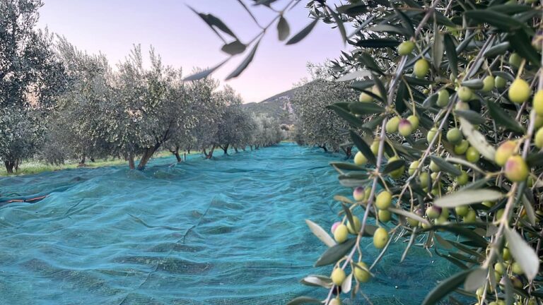 la récolte des olives