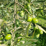 olives vertes 1er octobre (4)