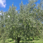 olives vertes 1er octobre (3)