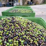 Palox d'olives du moulin à huile artisanal Jouve